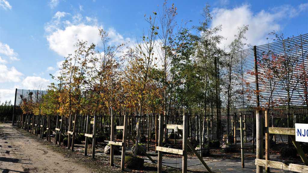 Corylus colurna 12-14 HS